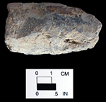 Gravel-tempered rim sherd, interior (left) and exterior (right), bowl. Delaware site 7K-D-48.